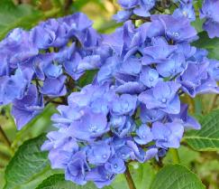 HYdrangeaVenedigsynVeniceCityLineRamppF1991