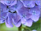 HYdrangeaVenedigsynVeniceCityLineRamppF1991Closeup