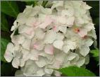 Hydrangea_macrophylla_'Alpenglühen'_habitus_loc_Hydrangeum