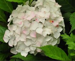 HydrangeaxserrataWarabebolvormig