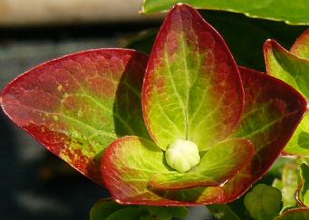 Hydrangea macrophylla 'Green Shadow' closeup inflorescence 
