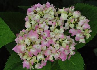 Hydrangea macrophylla 'Semperflorens' jeune fluer rose