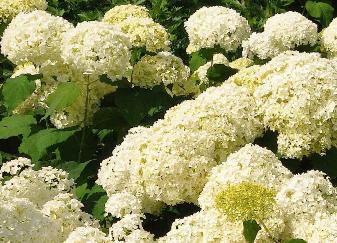 Hydrangea arborescens 'Annabelle' group planting