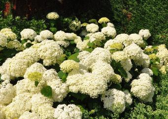 HydrarborescensAnnabellegroepsbeplanting