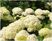 HydrarborescensAnnabellegroepsbeplanting