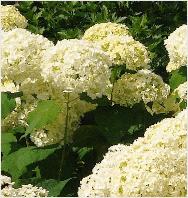 HydrarborescensAnnabellegroepsbeplanting