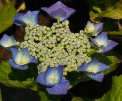 Hydrangea 'Eisvogel'_ syn 'Kingfisher'