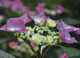 Hydrangea macrophylla 'Anneke Sterken' closeup, flower