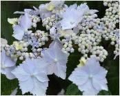 Hydrangea serrata 'Blue deckle'mooie closeup