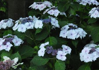 Hydrangea macrophylla 'Koria' habitus