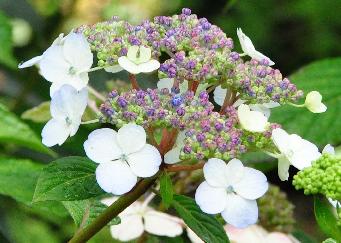 Hydrangea serrata 'Impératrice Eugenie' bloemdetail VN 15 sept