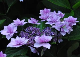 Hydrangea_macrophylla_'Cassiopée'_closeup_vnn