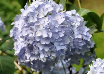 Hydrangea macrophylla 'Générale Vicomtesse de Vibraye' 3 clup