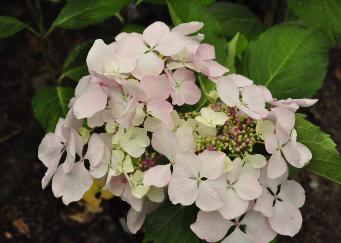 Hydrangea_macrophylla_'Beauté_Vendomoise'_bloem vn