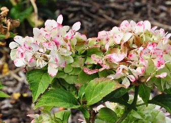 Hydrangea  macrophylla 'Soeur Thérèse' herfstverkleuring 15 sept