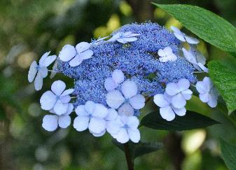 Hydrangea serrata 'Impératrice Eugenie' volwassen bloem 15 sept.VNN