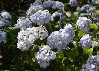 Hydrangea macrophylla 'Générale Vicomtesse de Vibraye' 1