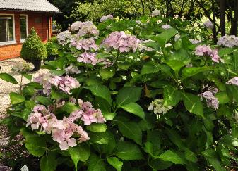 Hydrangea_macrophylla_'Beauté_Vendomoise'_Habitus_loc_hydrangeum_vnn