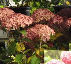 Hydrangea arborescens 'Pink Annabelle'  syn. 'Invincibelle'