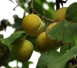 PrunusdomesticaReineClaudeOullinsVN