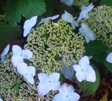 Hydrangea_macrophylla_'Soeur_Therese'_bloei_juli-vnnn