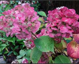 ZLHydrangeamacrophyllaLauramiddennovvnn