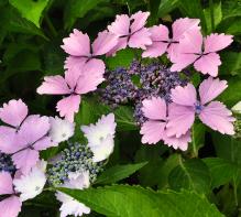 Hydrangea_macrophylla_'Soeur_Therese'_bloei_juli-vnnn