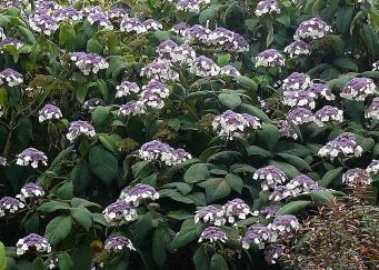 Hydrangea aspera macrophylla ddon