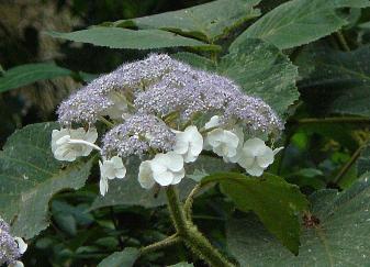 HydrangeaasperaMacrophylla2