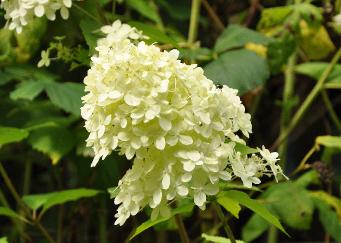 HydrangeapaniculataConfetticloseup